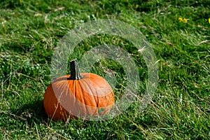 Fall harvest, pumpkins in a green grass field ready to select for Halloween pumpkin carving photo