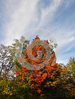 Brilliant orange maple tree in early autumn season