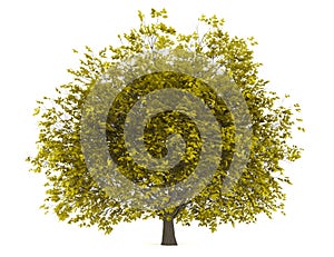 Fall hornbeam tree isolated on white