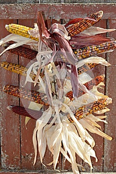 Fall Indian Corn Decoration