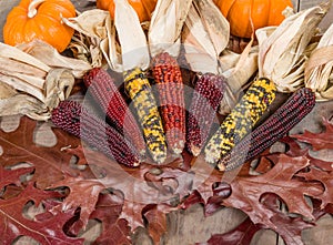 Fall indian corn with leaves
