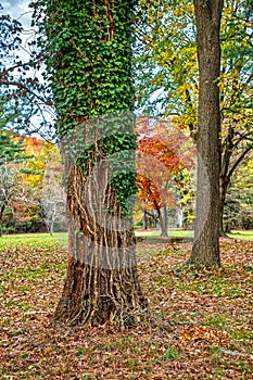 Fall and Ivy