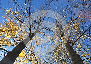 Fall in Kullu, india