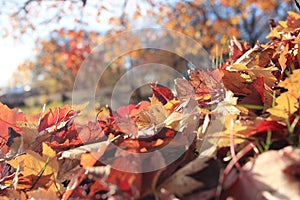 Fall landscape in a city park