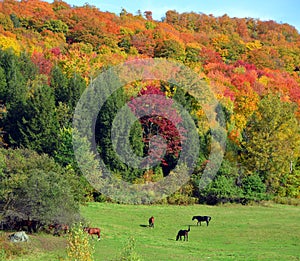 Fall landscape eastern townships