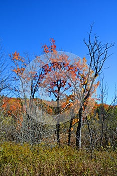 Fall landscape eastern townships