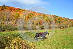 Fall landscape eastern townships and horses in field