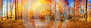 Fall landscape with forest road in orange tones