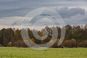 Fall landscape on the gloomy day