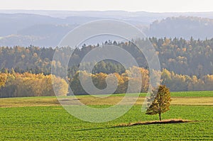 Fall landscape with lone tree