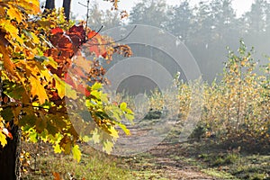 Fall landscape and tree with multicolored autumn leaves