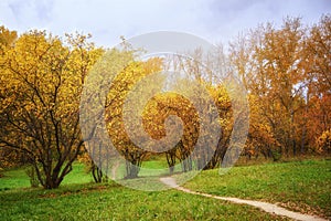 Fall Landscape: Walkway Path in Forest Consisting of Wilding Apple Trees and Birches at Sunny Day