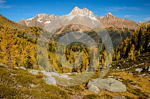 Fall Larch Jumbo Pass Purcell Mountains
