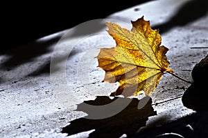 Fall leaf