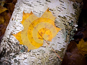 Fall leaf on birch