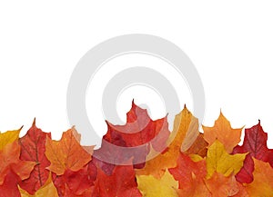 Fall leaf border