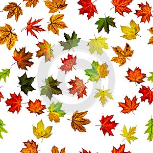 Fall leaf border. Season leaves fall background. Autumn yellow red, orange leaf isolated on white. Colorful maple seamless pattern