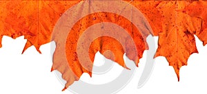 Fall Leaf Border - Top