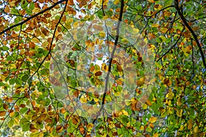 Fall leaf canopy back light