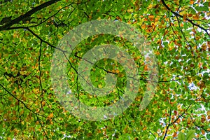 Fall leaf canopy backlit background