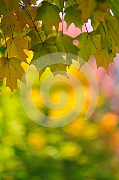 Fall Leaf Change Maple Foliage Background