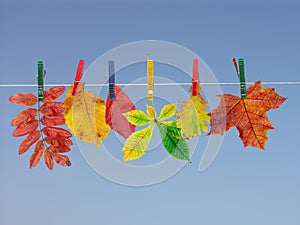 Fall leaf drying photo