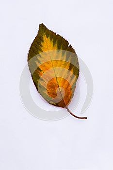 Fall Leaf with Flame Pattern