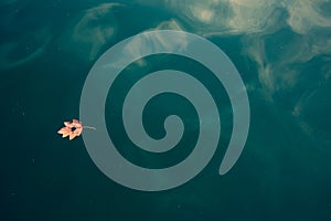 Fall leaf floating on the water surface