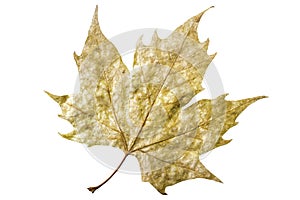 Fall leaf indicating change of season into fall isolated white background