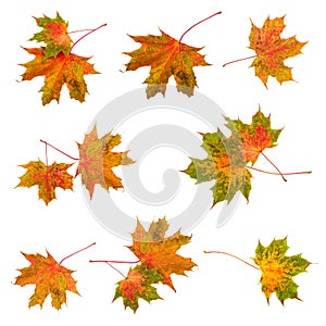 Fall leaf maple leaves set collection. Colorful autumn leaves isolated on white background