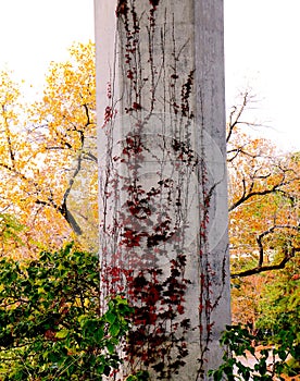 Fall Leaf Patterns Adorn Nature Scene