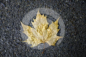 Fall leaf on pavement indicating change of season into fall