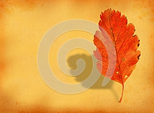 Fall leaf with retro copy space