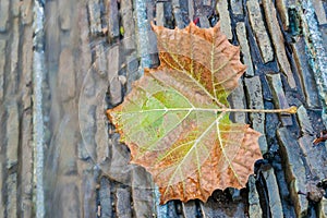 Fall Leaf in Stream 2