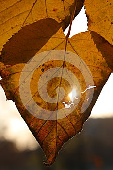 Fall leaf in sun