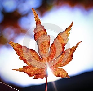 Fall leaf with sun star through edge