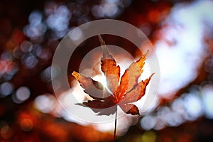 Fall leaf with sun star through edge