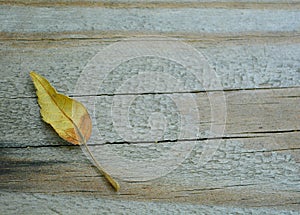 Fall leaf on wood