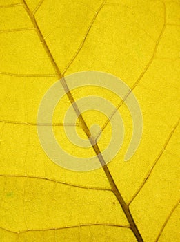 Fall leaf or yellow leaf background