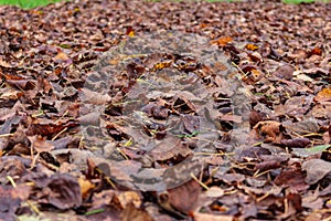 Fall leafs on the ground