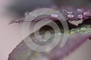 Fall leafs with rain drops