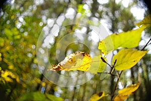 Fall leaves