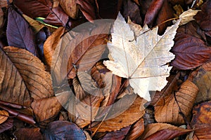 Fall Leaves