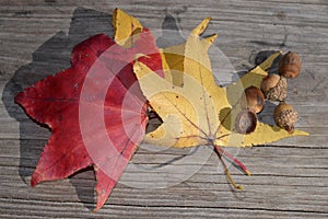 Fall leaves and acorns