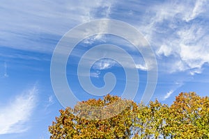 Fall Leaves Against An Autumn Blue Sky