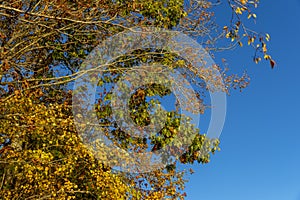 Fall Leaves Against An Autumn Blue Sky