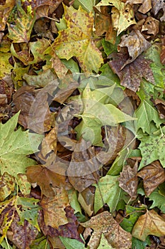 Fall leaves, background