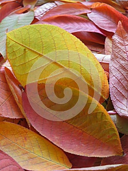 Fall leaves background - autumn wallpaper