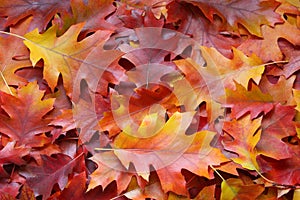 Fall leaves background - Stock Photos