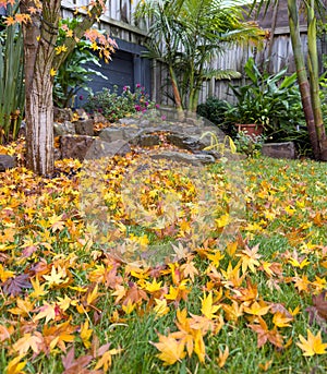 Fall Leaves In Backyard Garden